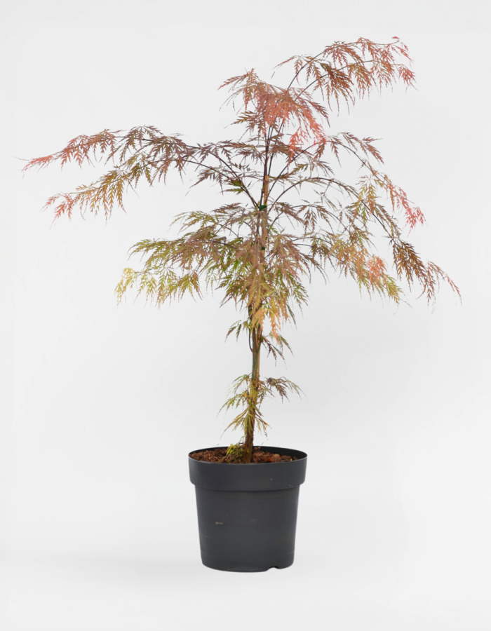 Acer Palmatum ‘Atropurpureum’ – Japanse Esdoorn
