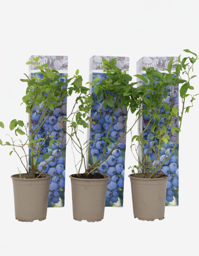 Myrtilles – Set de 3 – Plants de baies