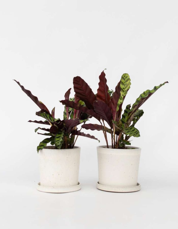 Calathea Insignis – Set de 2 – Marantaceae