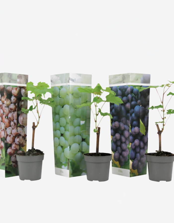 Vigne à raisin – Mix de 3 – Vitis Vinifera