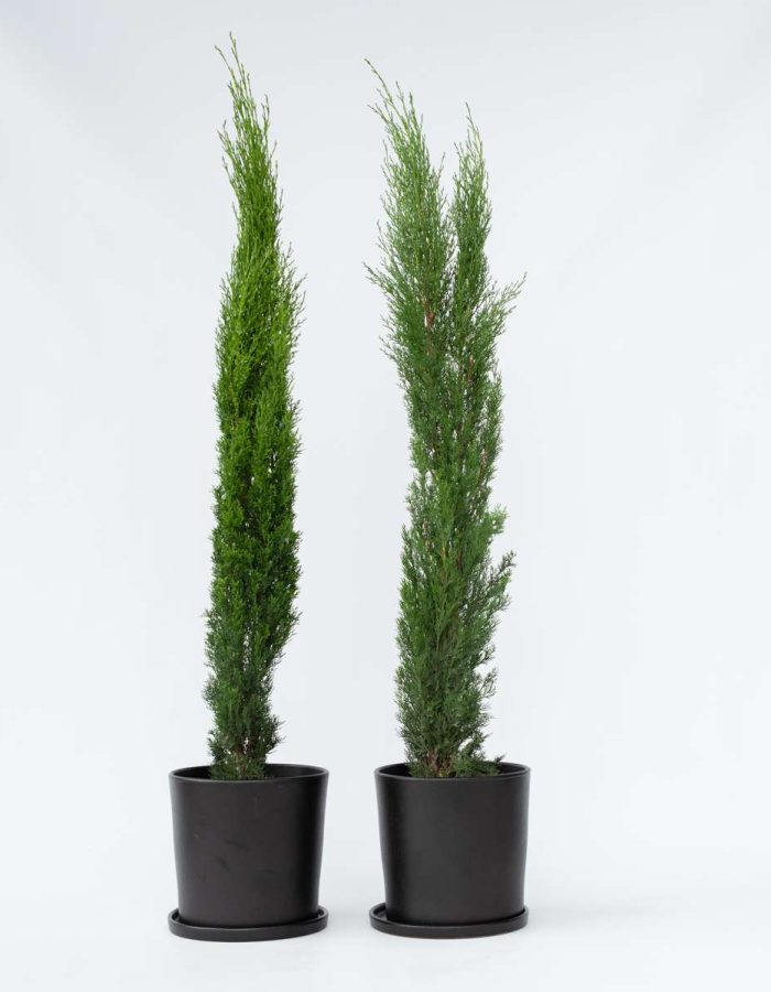 Cupressus Sempervirens – par 2pc – Cipret