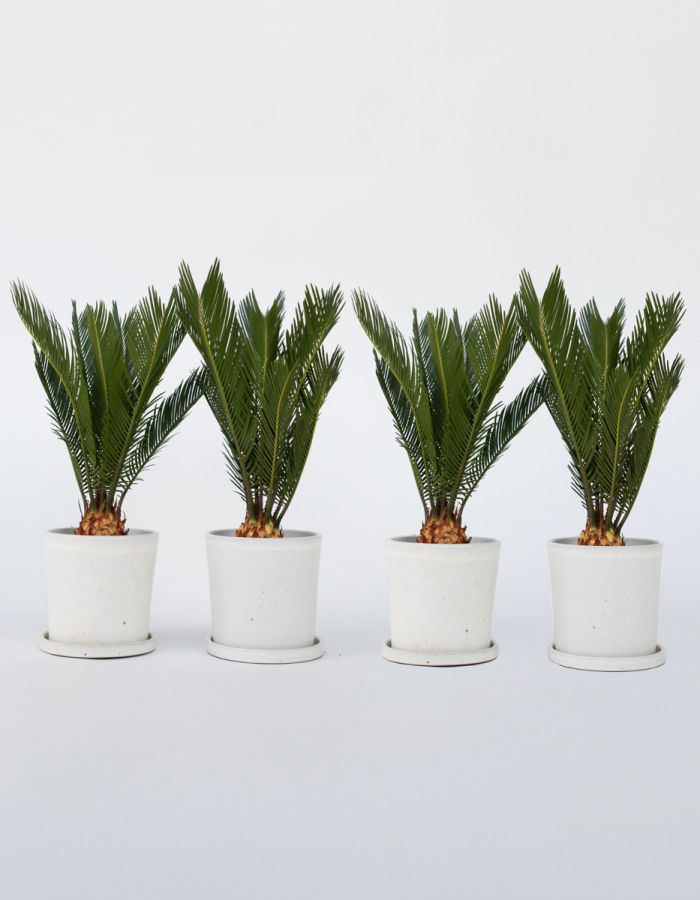 Cycas Revoluta – Set de 4 – Palmier fougère