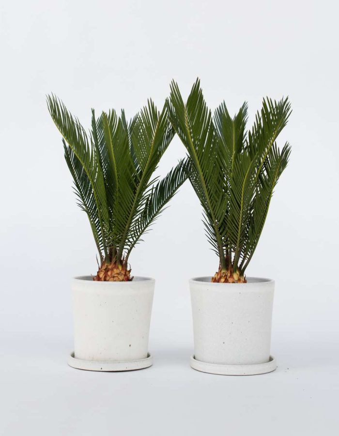 Cycas Revoluta – Set de 2 – Palmier fougère