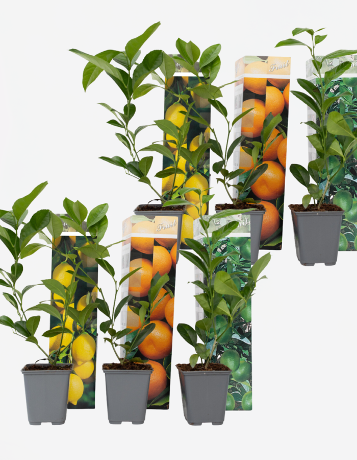 Citrus Mix – Set de 6 – Arbres fruitiers d’agrumes