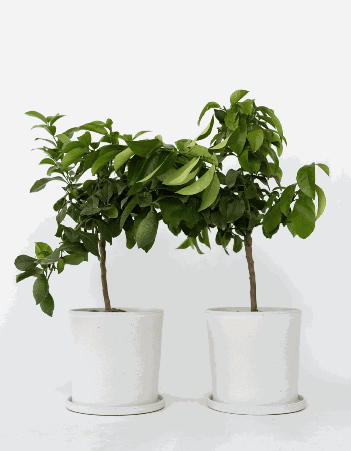 Citronniers  – Set de 2 livraison gratuite