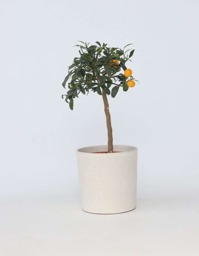 Citrus Kumquat – Orange miniature
