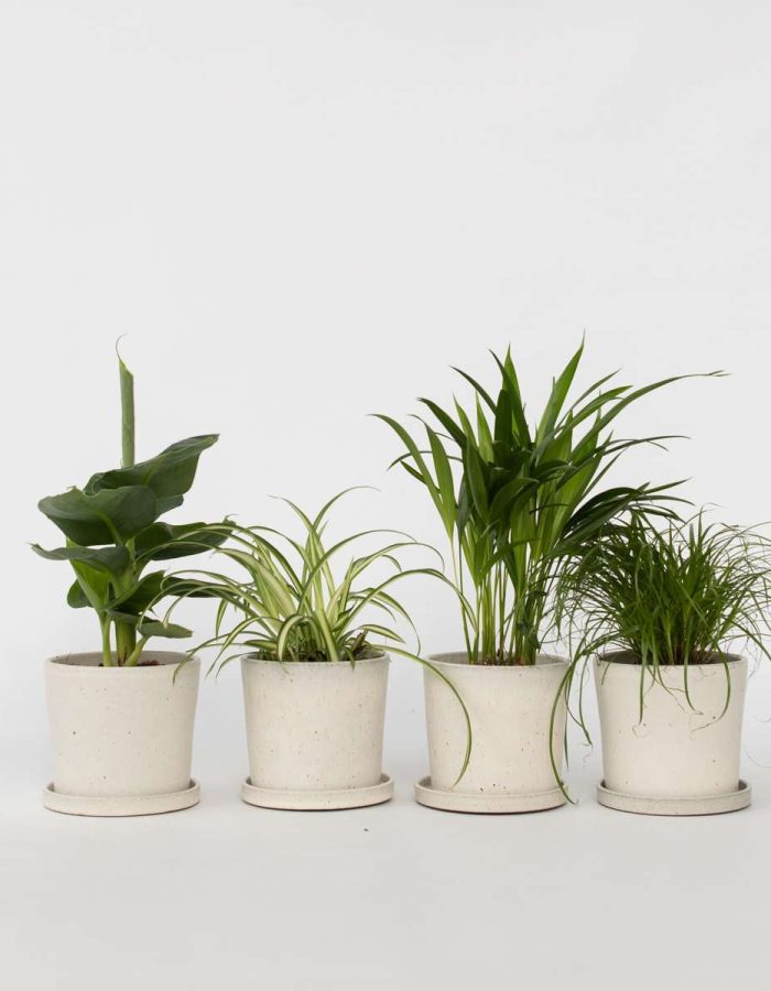 Mix de 4 plantes d’intérieur