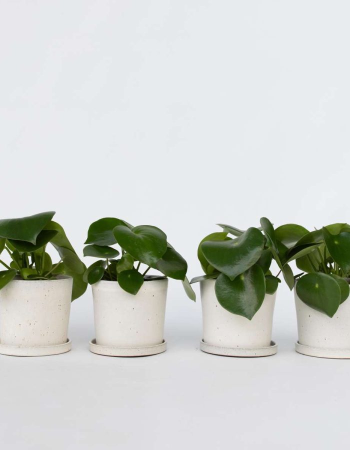Peperomia Goutte de pluie – Set de 4