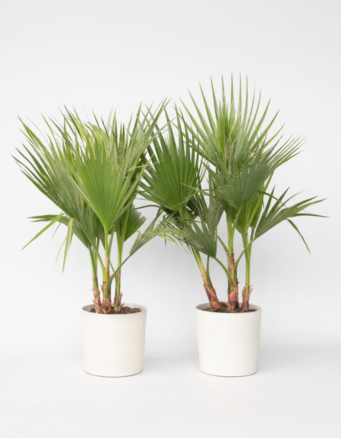 Washingtonia Robusta – Set de 2 – Palmier