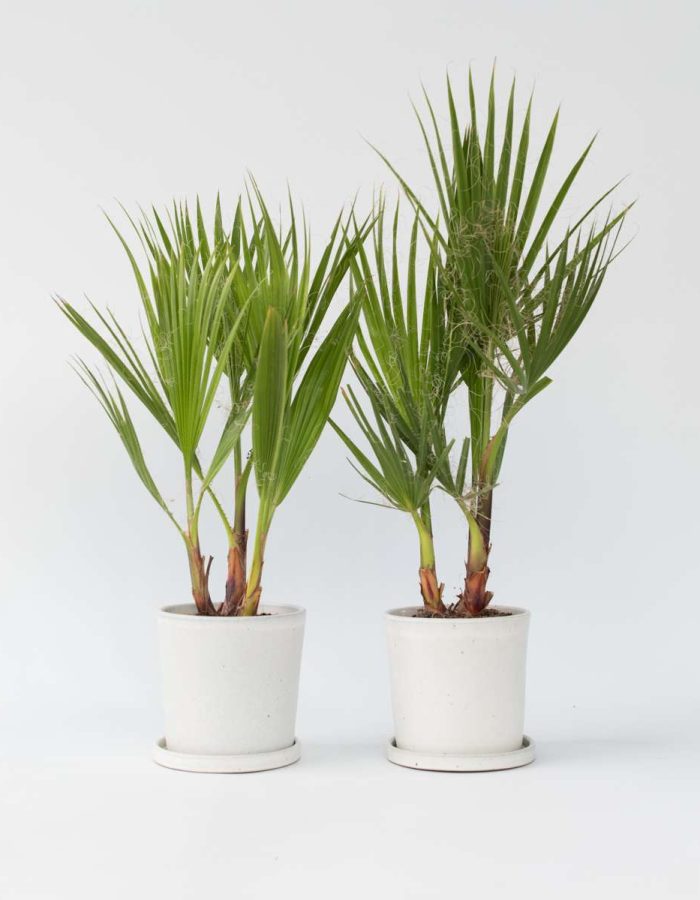 Washingtonia Robusta – par 2 pc