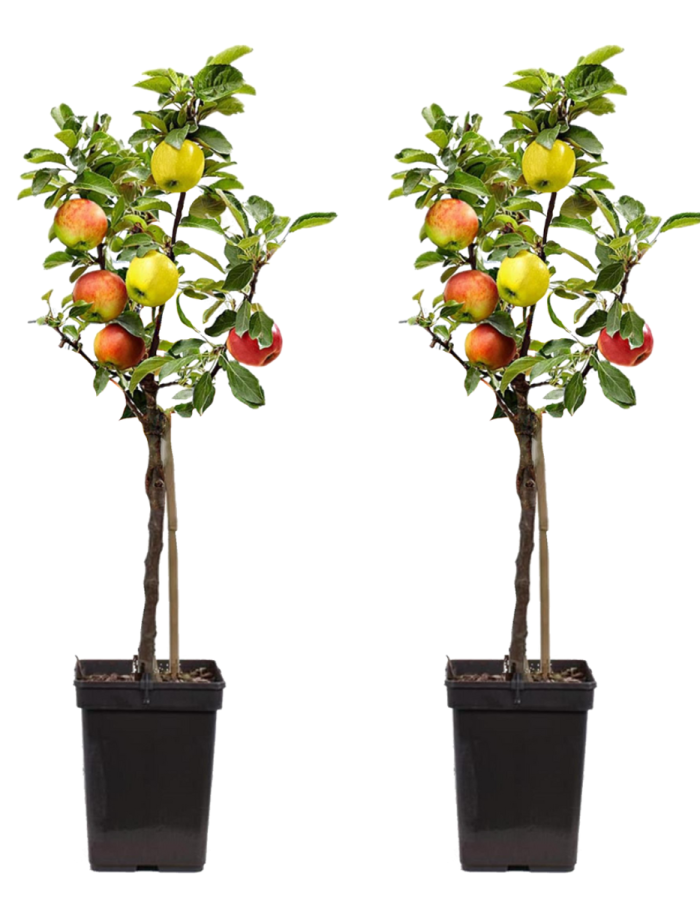 Pommier ‘Trio’ – Set de 2 – Malus