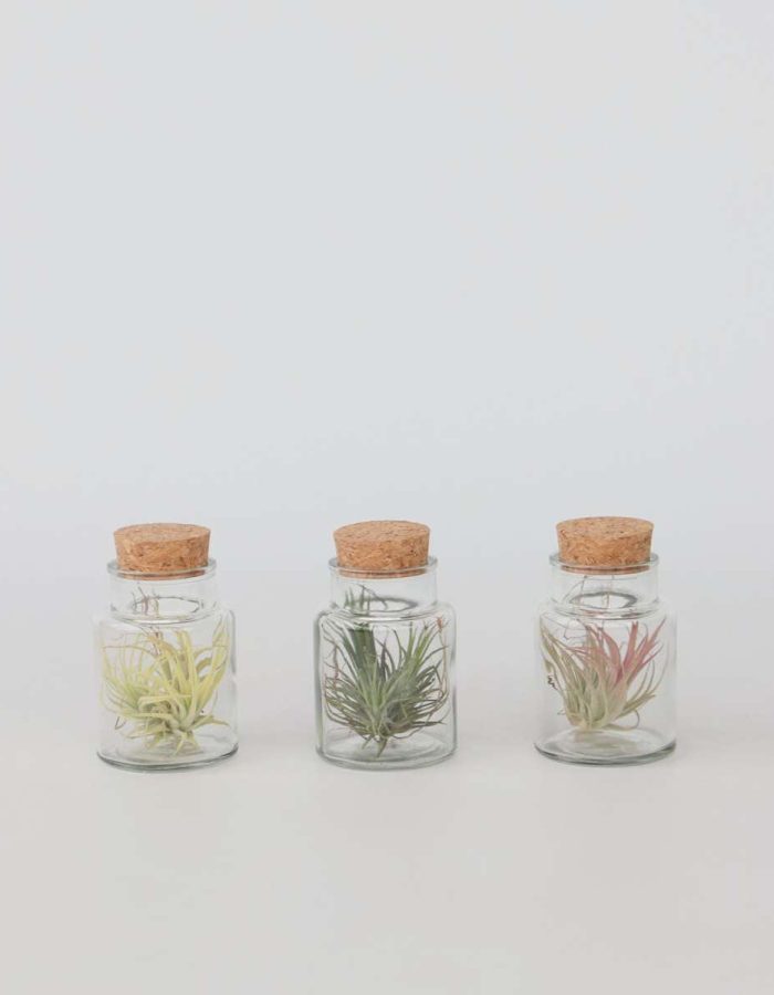Tillandsia – Mix de 3
