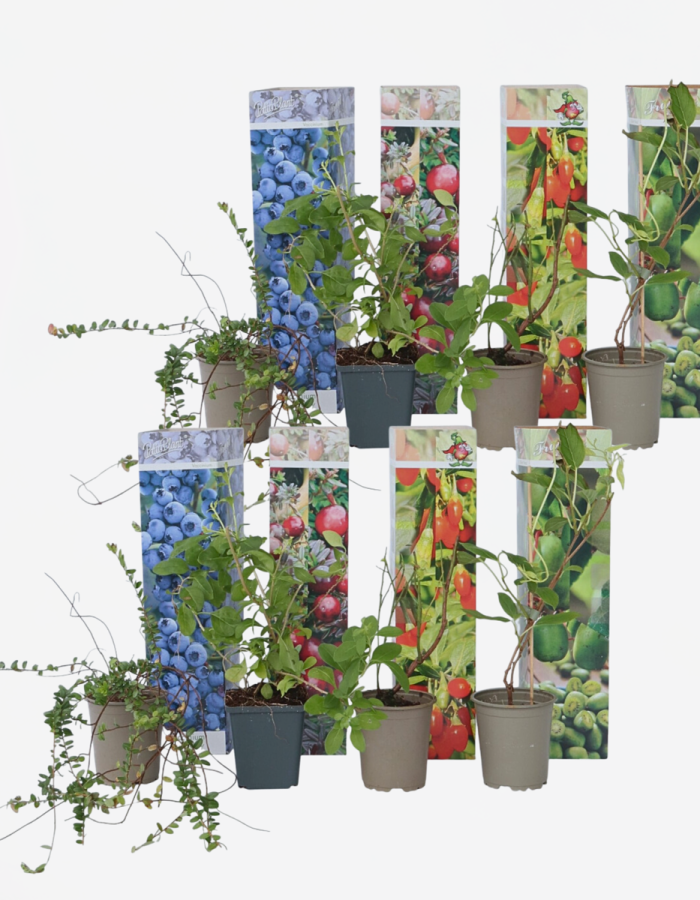 Smoothie Mix – Mix de 8 – Goji, Canneberges, Baies, Kiwi