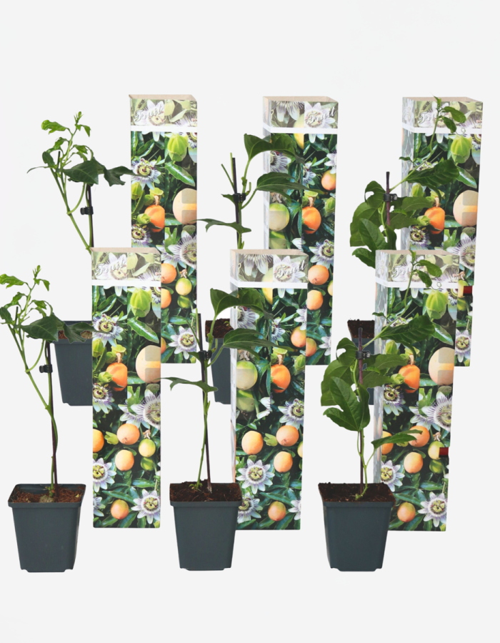 Passiflora Edulis Klimplant – Set de 6 – Fleur de la passion