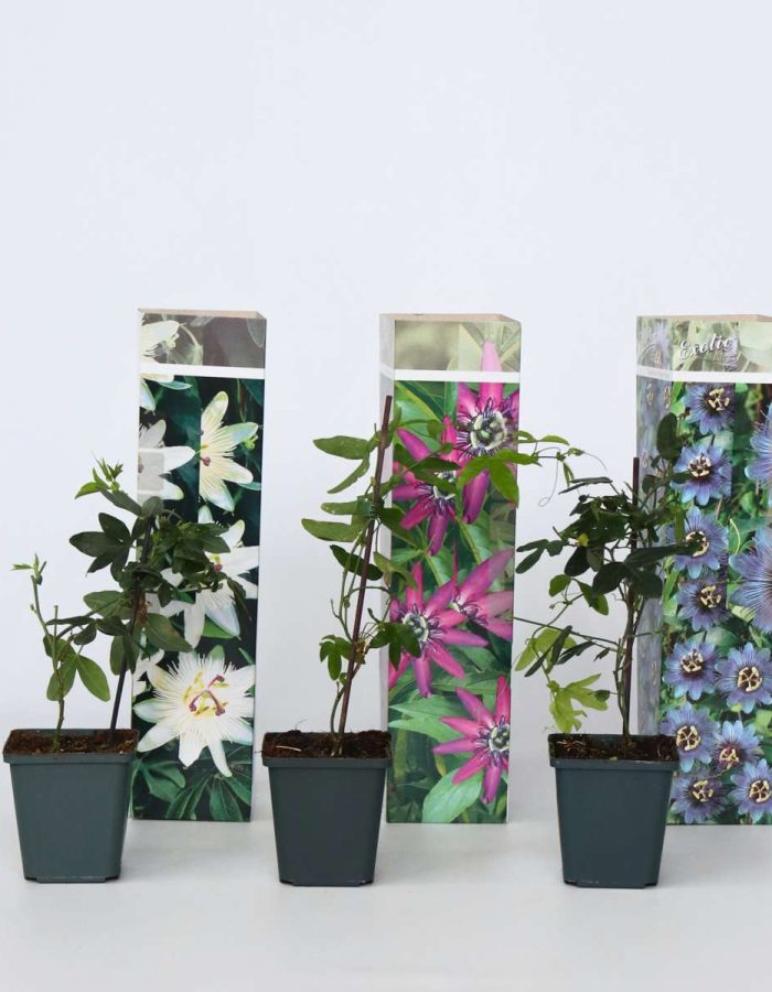 Passiflore – Mix de 3 –