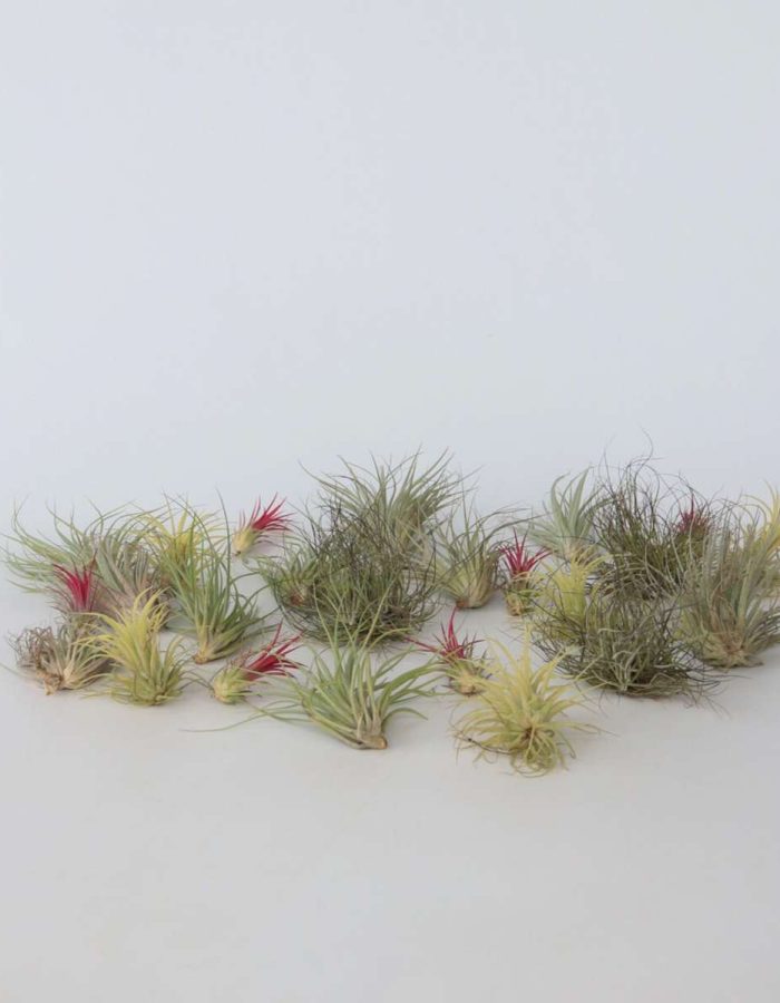 Tillandsia – Mix de 24 – Plantes aériennes