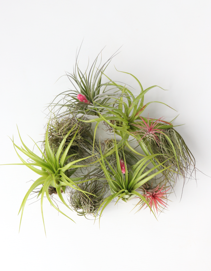 Tillandsia – Mix de 10 – Plantes aériennes