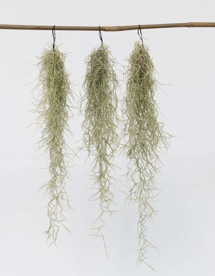 Tillandsia Usneoides ‘Mousse Espagnole’ – Set de 3