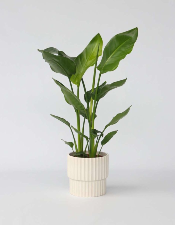 Strelitzia Nicolai – oiseau du paradis