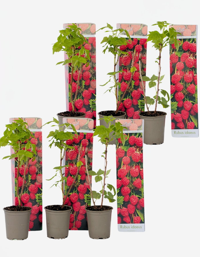 Framboisiers – Set 6