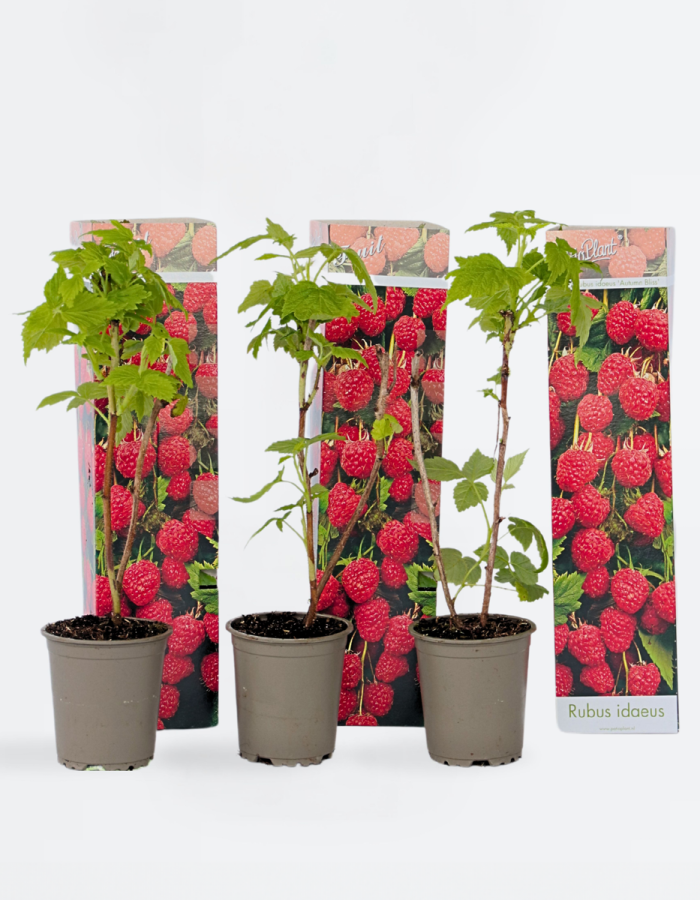 Plants de framboises – Set de 3 – Framboisier