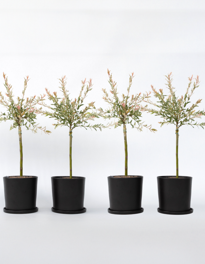 Salix Flamingo – Set de 4 – Bonte Wilg