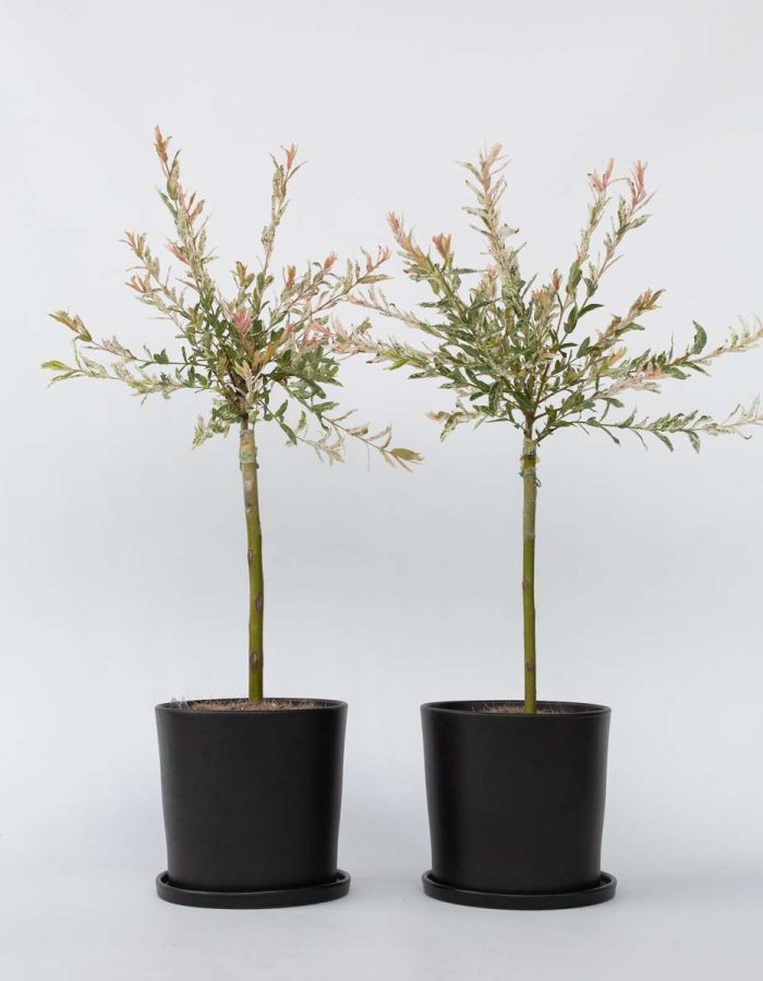 Salix Flamingo – Set de 2