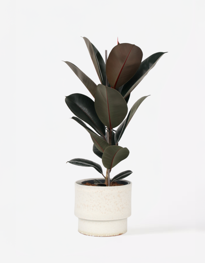 Ficus Elastica ‘Abidjan’