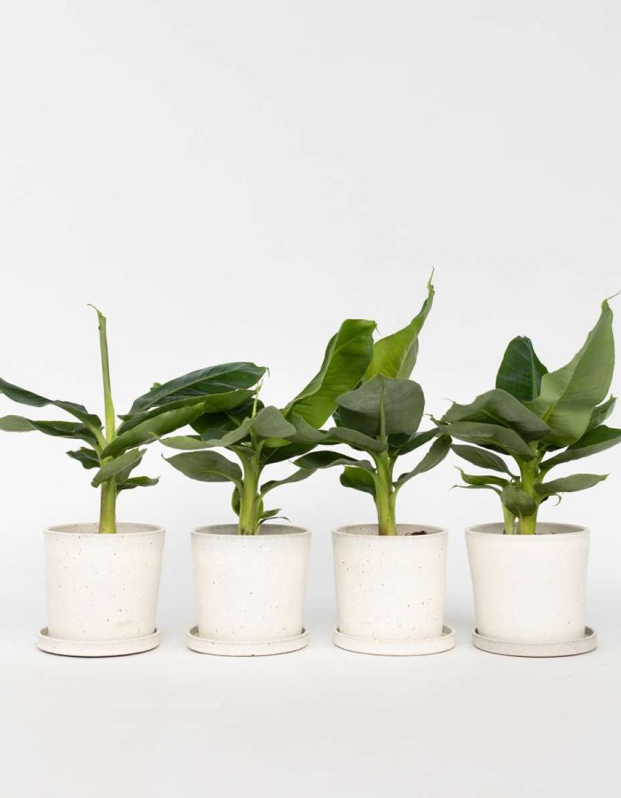 Musa  – Set de 4 – bananiers