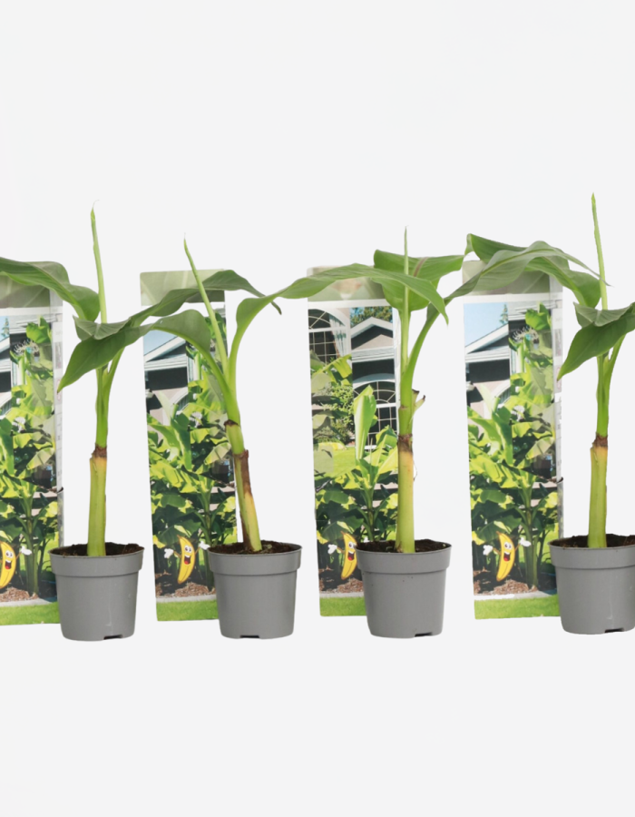 Musa Basjoo – Set de 4 – bananiers