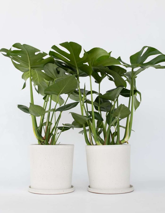 Monstera Deliciosa Xl – Set de 2 – Plante à trou