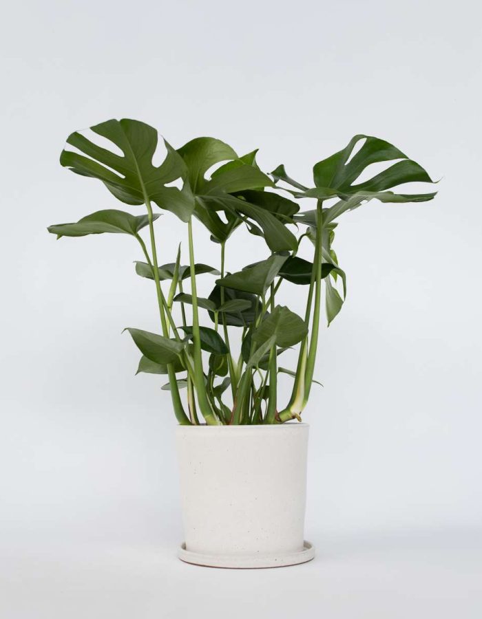 Monstera Deliciosa Xl – Plante à trou