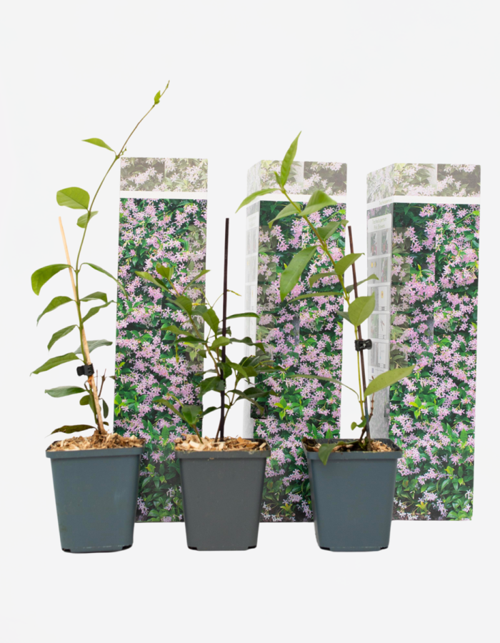 Jasmin rose – Set de 3 – Grimpantes