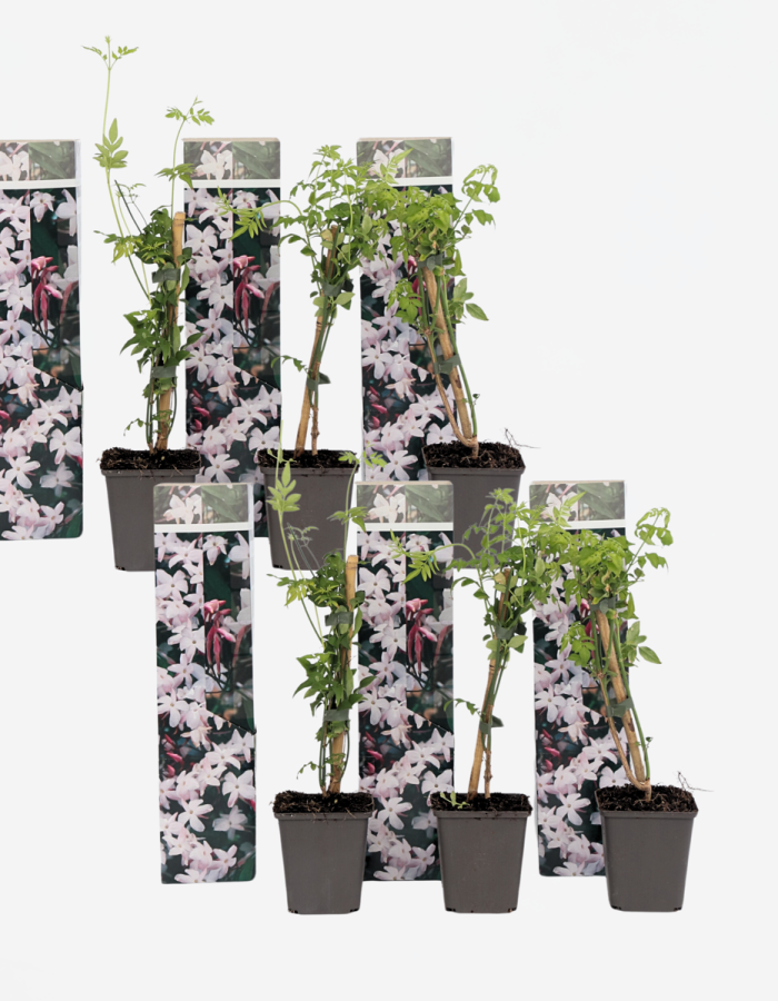 Jasmim blanc – Set de 6 grimpant