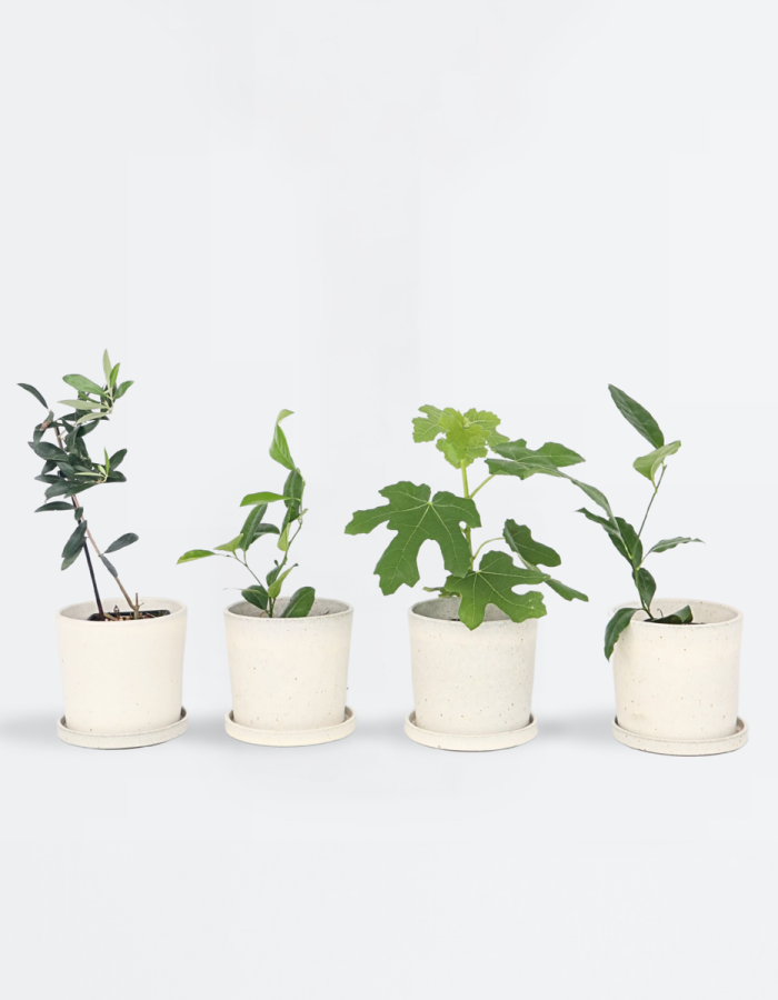 Arbustes méditerranéens  – Set de 4