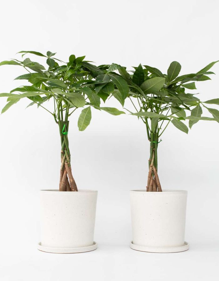 Pachira Aquatica – Set de 2 ⬆️ 60cm