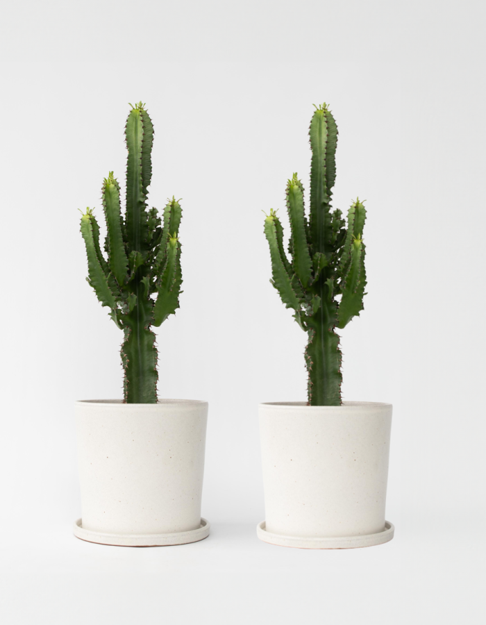 Euphorbia Eritrea – Set Van 2 – Cowboycactus