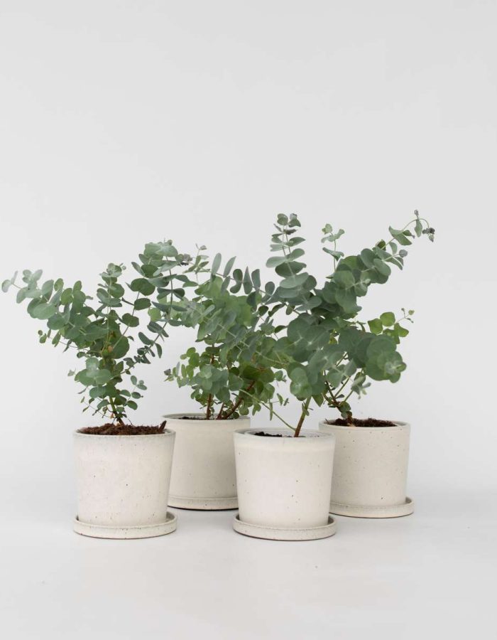 Eucalyptus Pulverulenta ‘Baby Blue’ – Set de 6