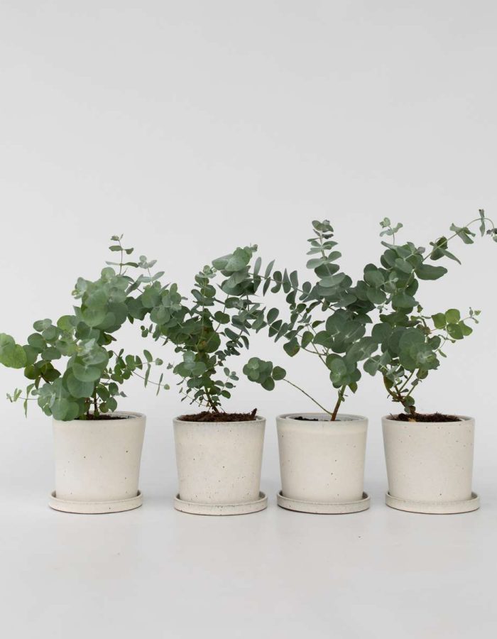 Eucalyptus Pulverulenta ‘Baby Blue’ – Set de 4