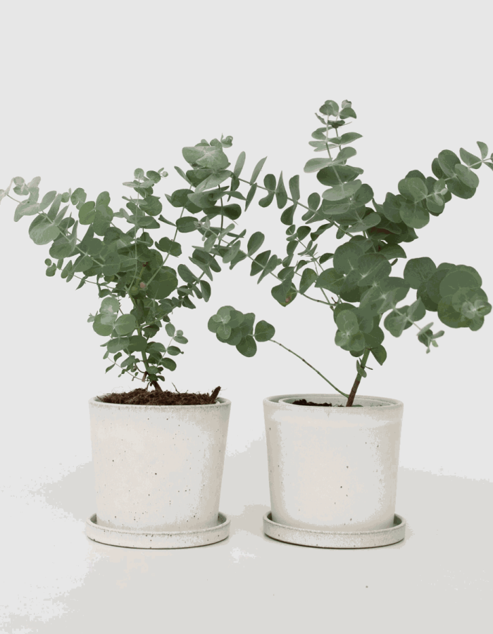 Eucalyptus Pulverulenta ‘Baby Blue’ – Set de 2