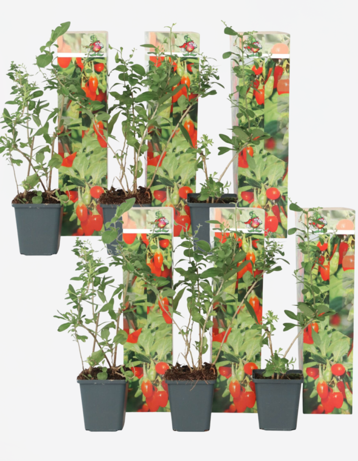 Lycium Barbarum – Set de 6 – Boksdoorn – Goji- Baies