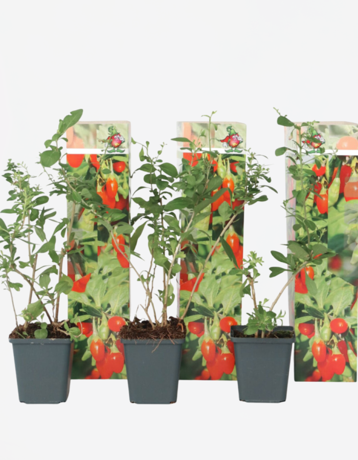 Lycium Barbarum – Set de 3 – Baies de Goji