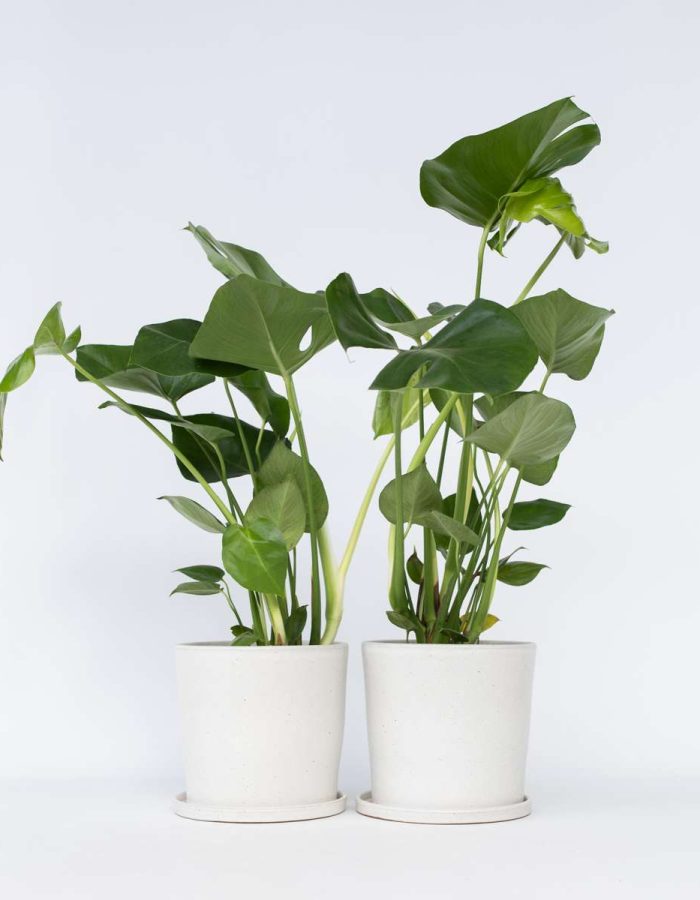Monstera Deliciosa – Set de 2 ⬆️ 50cm