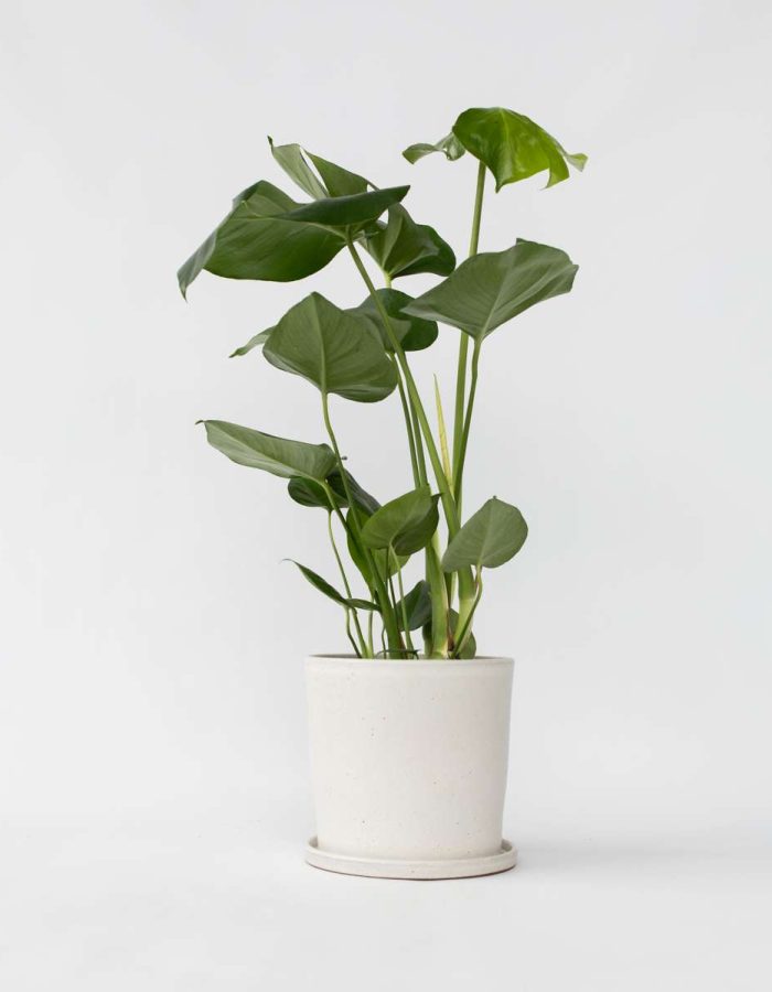 Monstera Deliciosa – 50 à 60cm
