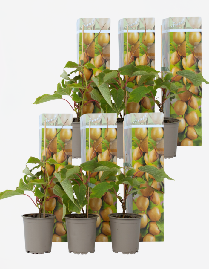 Kiwi Actinidia ‘Jenny’ – Set de 6 – Plants de Kiwi