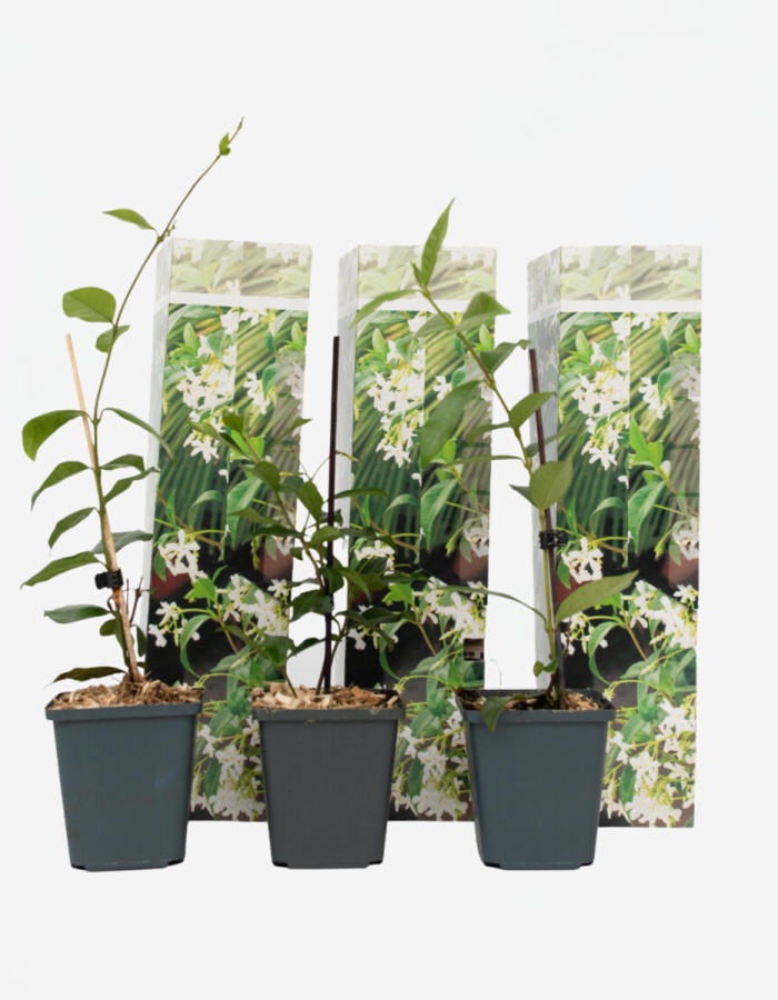 Jasmin toscan blanc – Set de 3