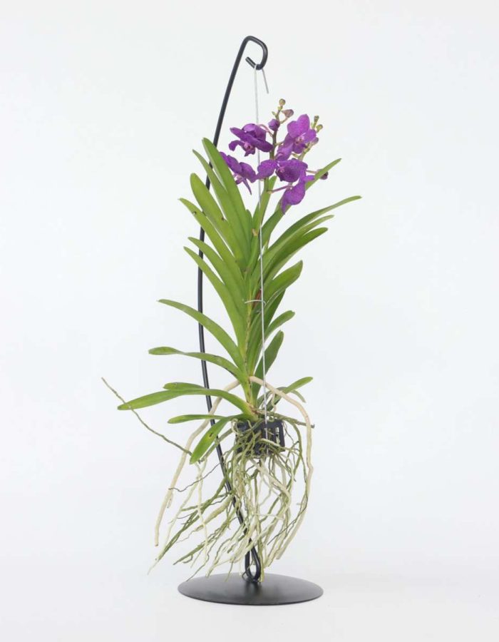 Vanda avec standard – Bleu