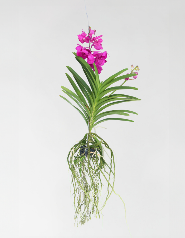 Vanda Orchidee ‘Tayanee Cerise’ – Creme-Wit