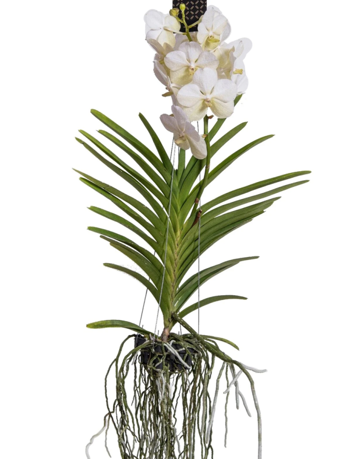 Vanda Orchidee – Wit – L