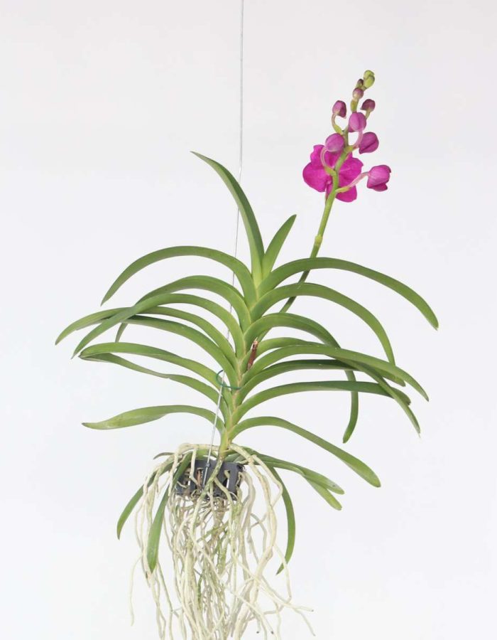 Vanda Orchidée – Rose – L